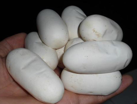 �������ߵ�,���\���ߵ�,�ߵ��r��