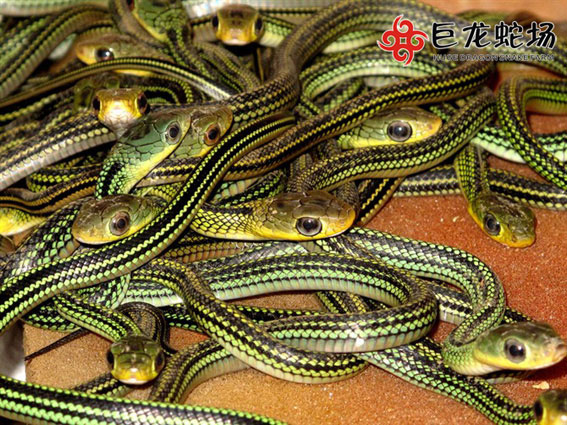 �����������B(y��ng)ֳ