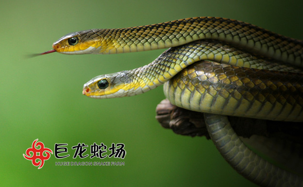 �������B(y��ng)ֳ