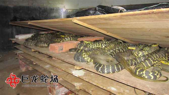 �����ߣ����\�ߣ��B(y��ng)ֳ