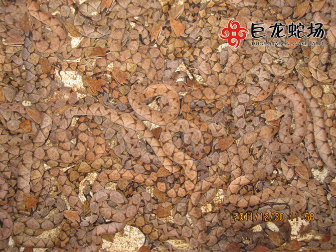 �岽�������Bֳ