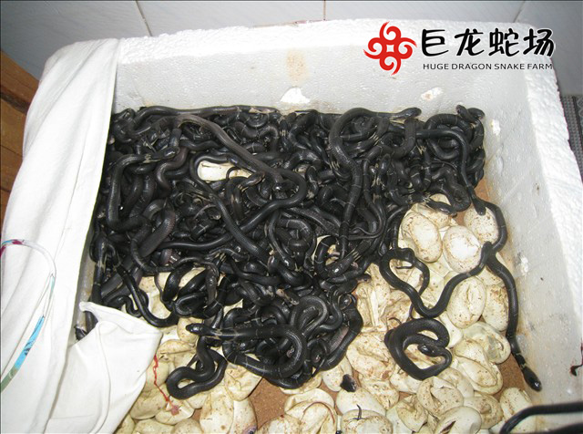 ���R������