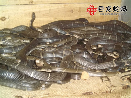 ���R���Bֳ