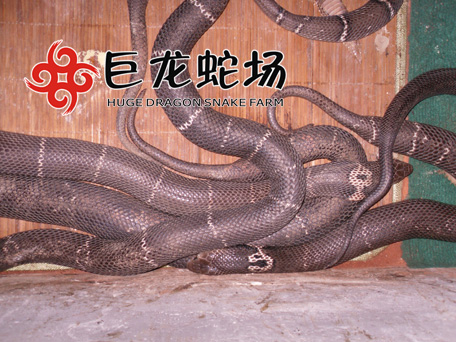 ���R�߷N��,���R�߃r��