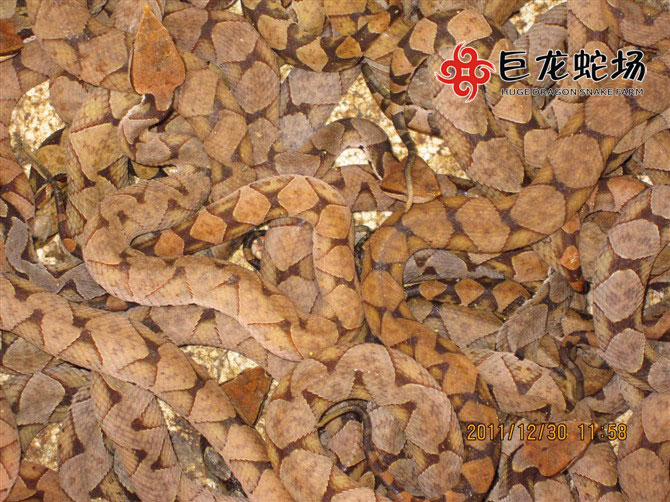 �岽������