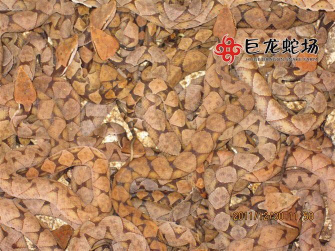 �岽������