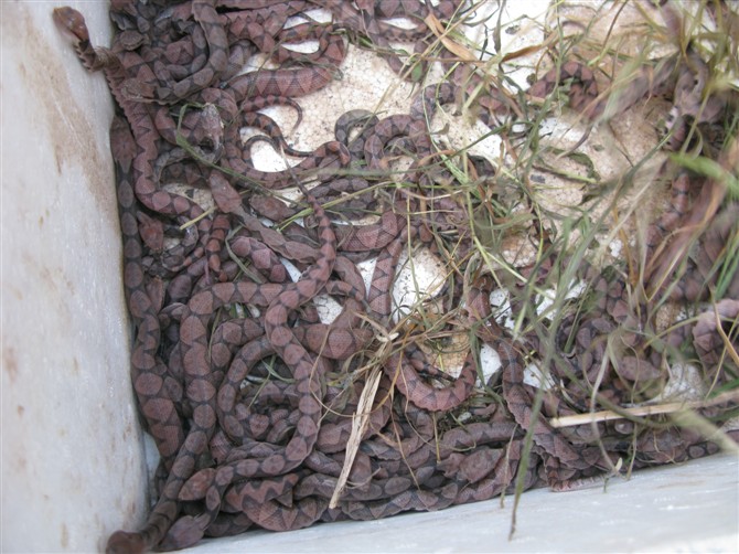 �岽������