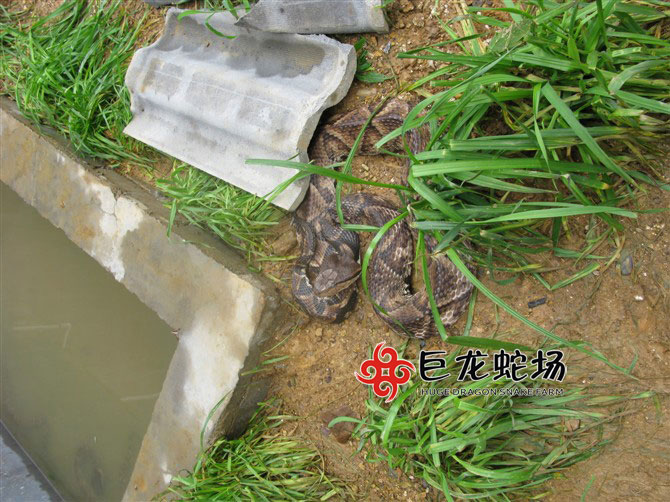 �岽�߷N��,�岽�߃r(ji��)��