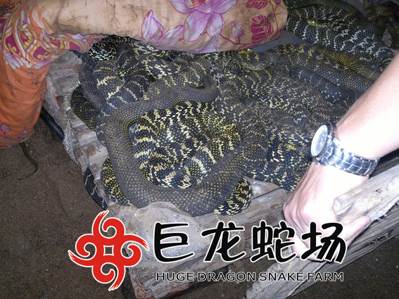 �����߃r��