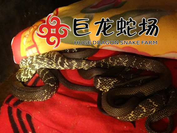 �����߃r��