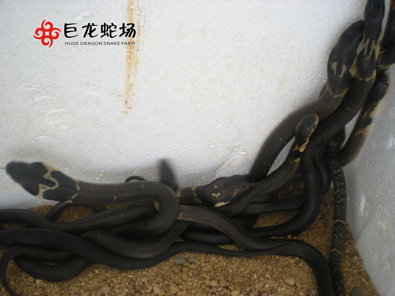 ���R����,���R����r��