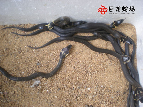 ���R����,���R����r��