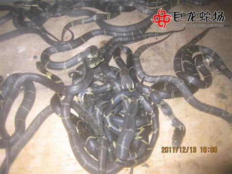 ���R����,���R����r��