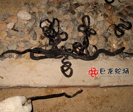 ���R����,���R����r��