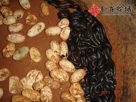 ���R����,���R����r��