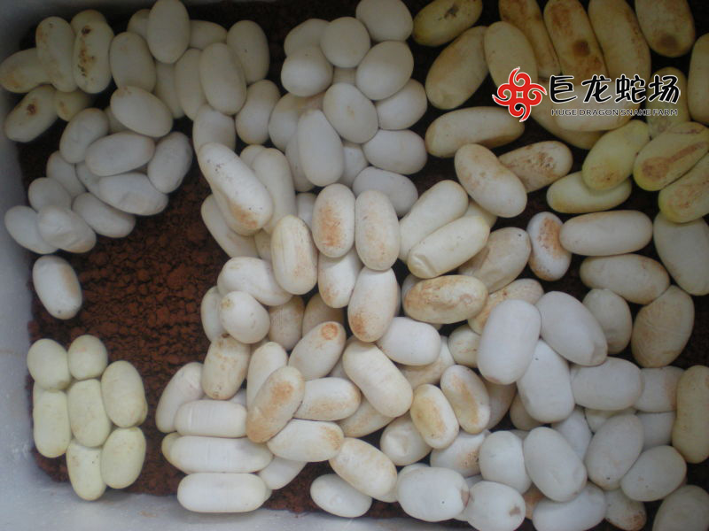 ���R�ߵ�,���R�ߵ��r��