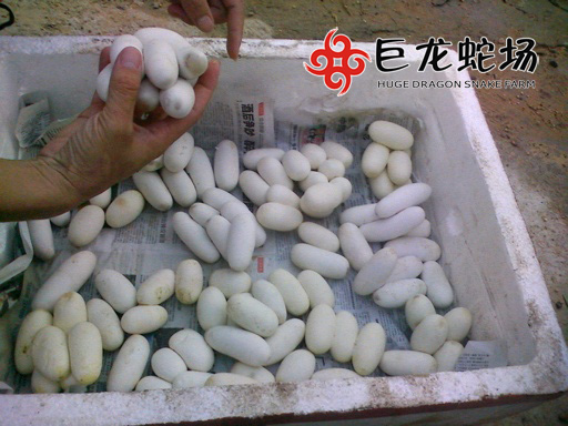 ���R�ߵ�,���R�ߵ��r��