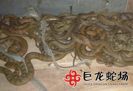 ����������,����r��