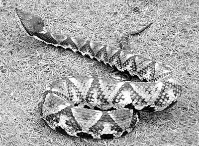 �I�ߵļӹ��cˎ��